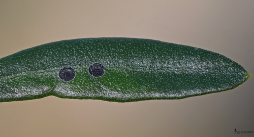 Genus Aleurolobus · iNaturalist