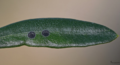 Aleurolobus olivinus