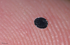 Aleurolobus olivinus