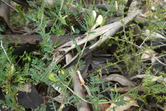 Vicia hybrida