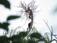 Campephilus leucopogon
