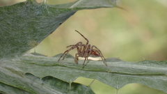 Philodromus aureolus