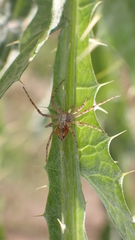 Philodromus aureolus