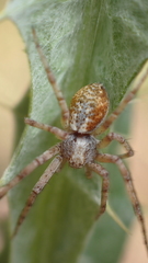 Philodromus aureolus