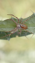 Philodromus aureolus