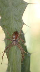 Philodromus aureolus