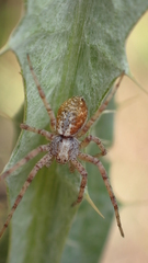 Philodromus aureolus