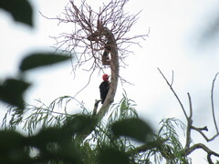 Campephilus leucopogon