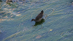 Gallinula chloropus chloropus