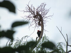 Campephilus leucopogon