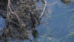 Gallinula chloropus chloropus