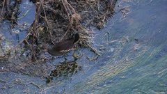 Gallinula chloropus chloropus