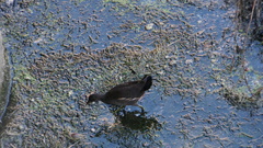 Gallinula chloropus chloropus