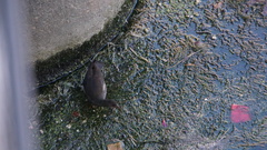 Gallinula chloropus chloropus