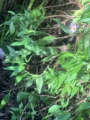 Ampelaster carolinianus