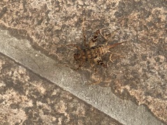 Tachycines asynamorus