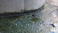 Gallinula chloropus chloropus