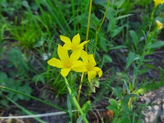 Linum mucronatum armenum
