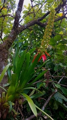 Aechmea mertensii