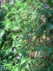 Ampelaster carolinianus