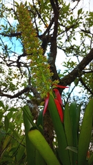 Aechmea mertensii