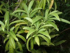 Melicytus lanceolatus
