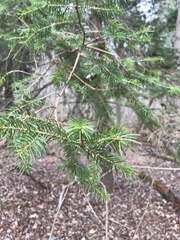 Picea abies