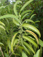 Melicytus lanceolatus