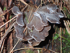 Pseudohydnum orbiculare