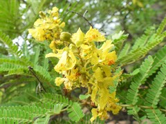 Peltophorum