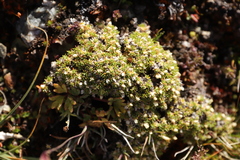 Cherleria sedoides