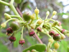 Cissus quadrangularis