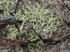 Cladonia dimorphoclada