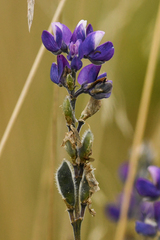 Lupinus pubescens