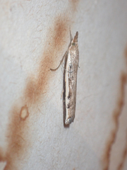 Orocrambus flexuosellus