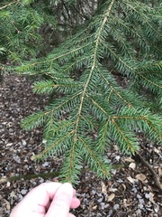 Picea abies