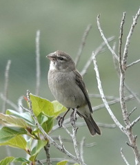 Crithagra albogularis