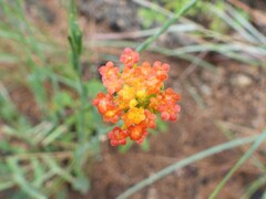 Lasiosiphon rubescens