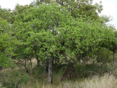 Combretaceae