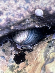 Haliotis cracherodii