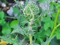 Echinops orientalis