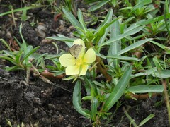 Ludwigia adscendens