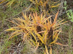 Xerophyta retinervis