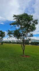 Jacaranda mimosifolia