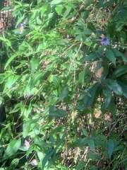 Ampelaster carolinianus