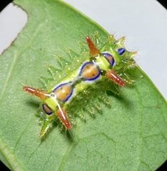 Limacodidae