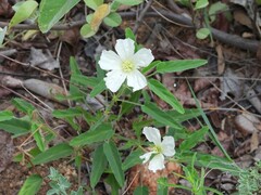Monsonia