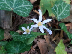 Colchicum umbrosum