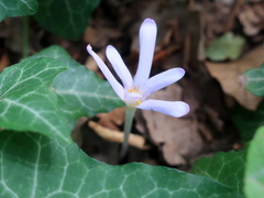 Colchicum umbrosum
