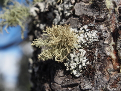 Usnea hirta